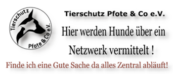 tierschutz pfote