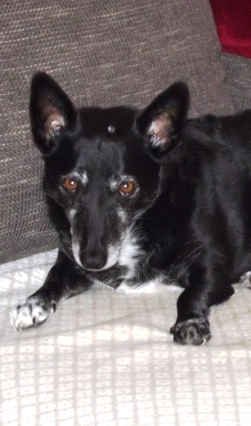 Hund Merlin